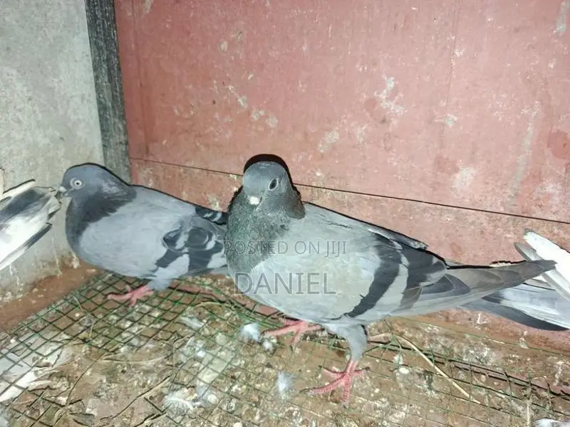 Pigeons