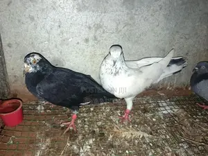 Pigeons