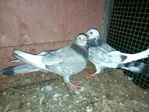 Pigeons