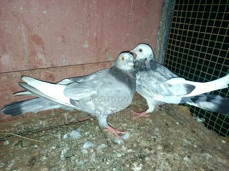 Pigeons