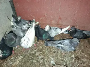 Pigeons