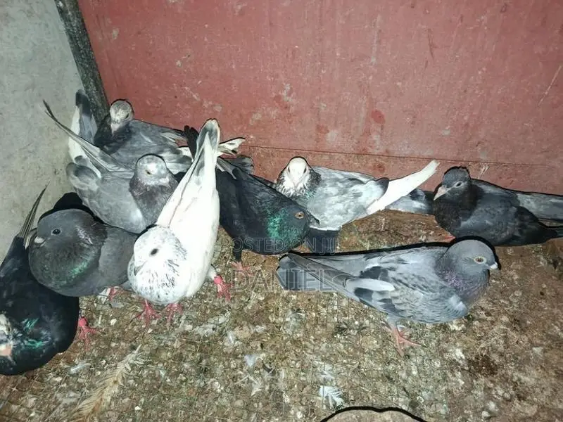 Pigeons