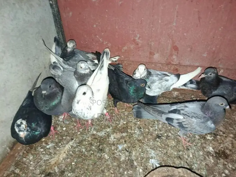Pigeons