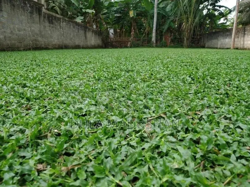 Malaysian Grass