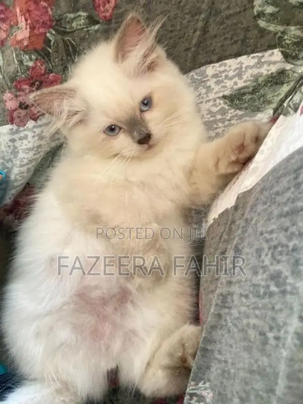 British Persian Cat