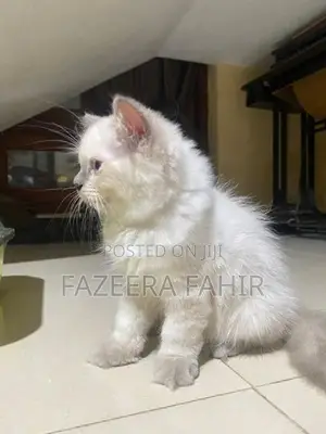 British Persian Cat