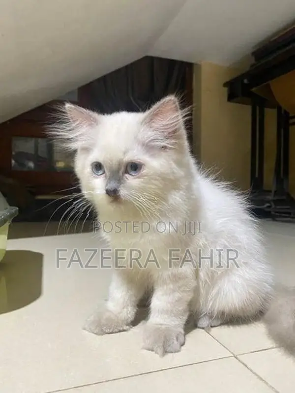 British Persian Cat
