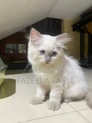 British Persian Cat