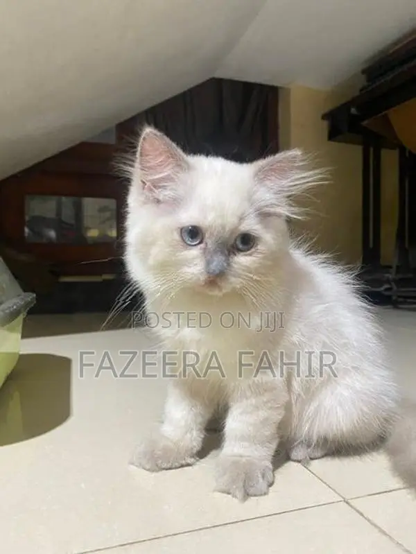 British Persian Cat