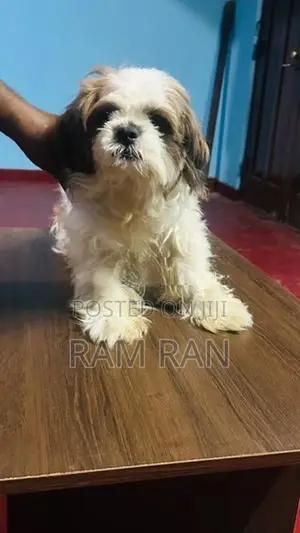 Shih Tzu Dog