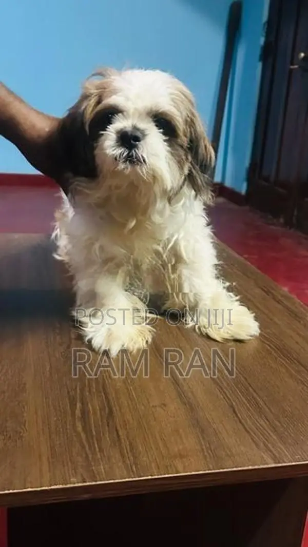 Shih Tzu Dog