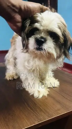 Shih Tzu Dog