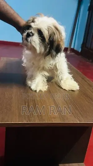 Shih Tzu Dog