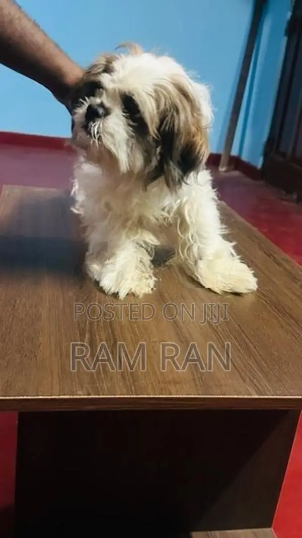 Shih Tzu Dog