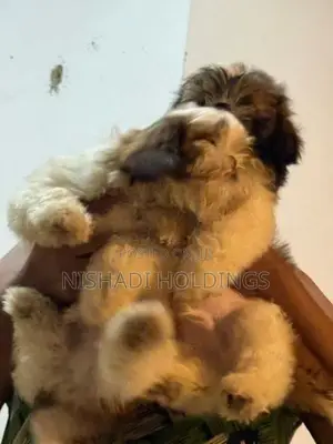 Shih Tzu Dog