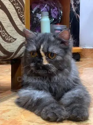 Persian Cats