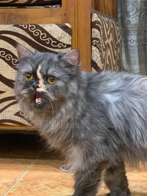 Persian Cats
