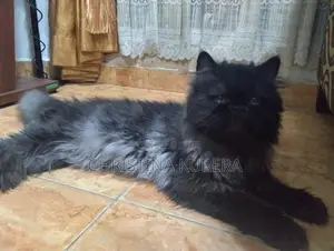 Persian Cats