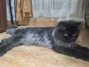 Persian Cats
