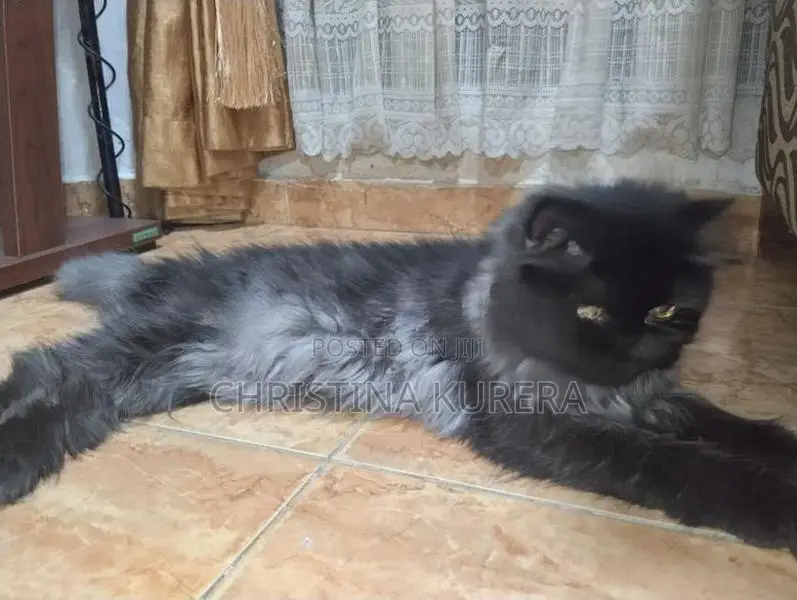 Persian Cats