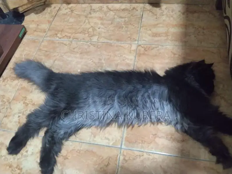 Persian Cats