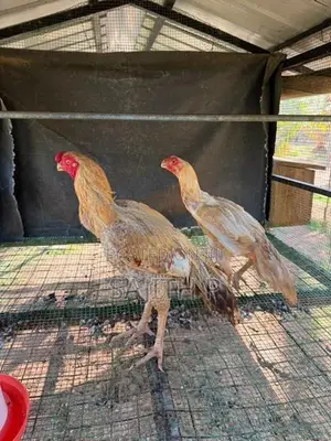 Farm Chickens