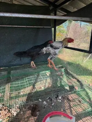 Farm Chickens