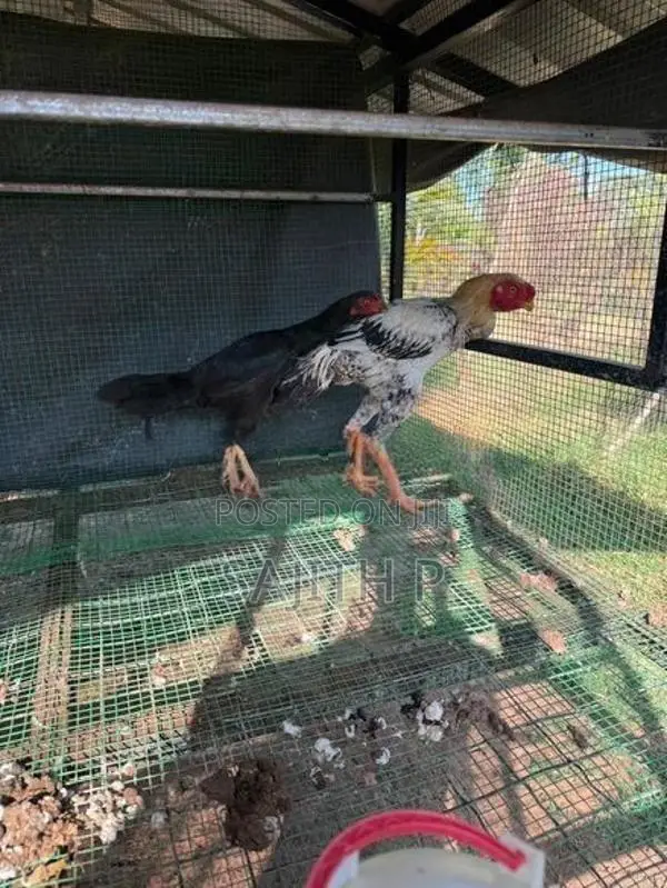 Farm Chickens