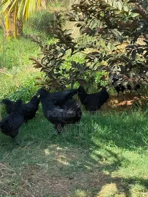 Farm Chickens