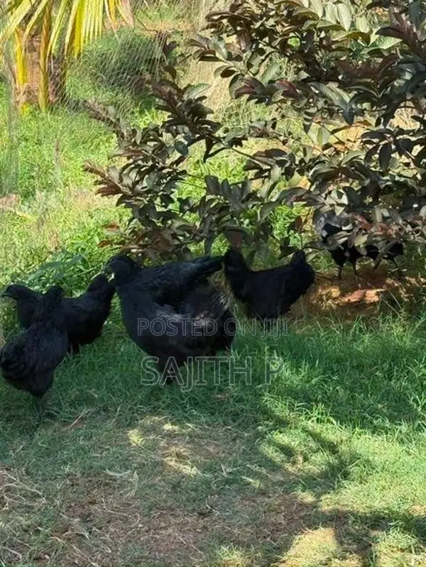 Farm Chickens