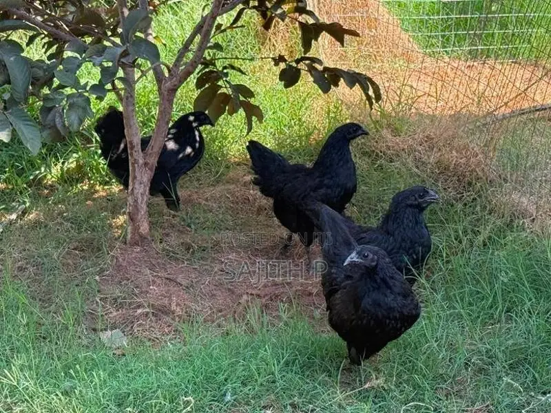 Farm Chickens