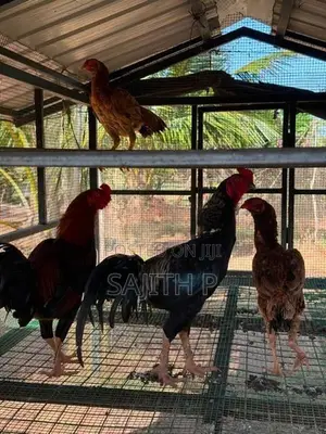Farm Chickens