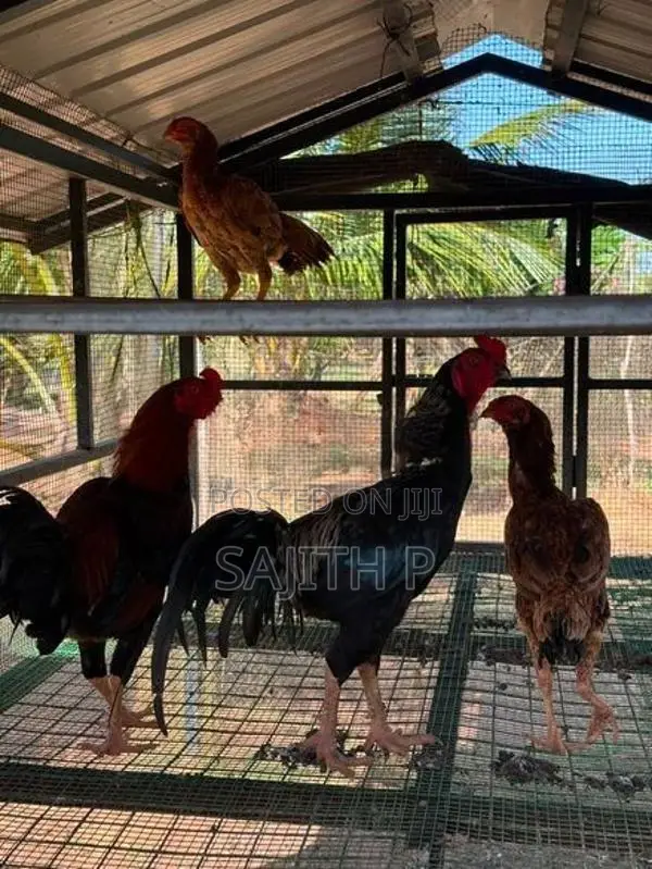 Farm Chickens