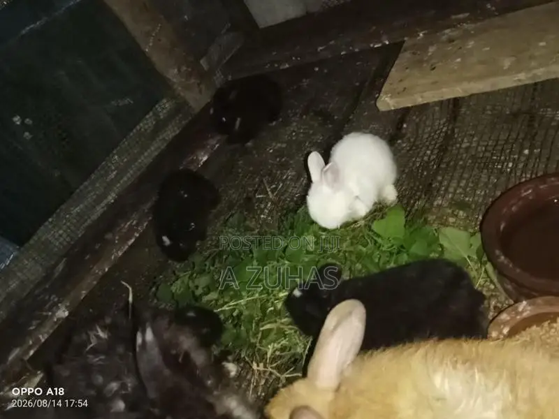 Long Hair Angora Rabbits
