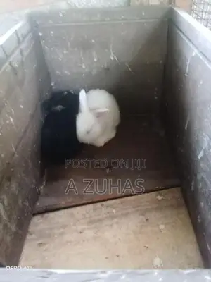 Long Hair Angora Rabbits