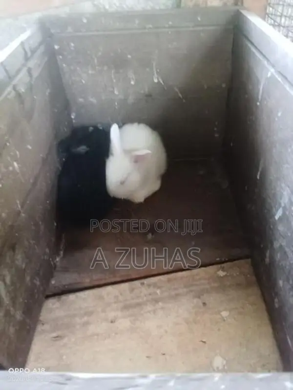 Long Hair Angora Rabbits