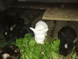 Long Hair Angora Rabbits