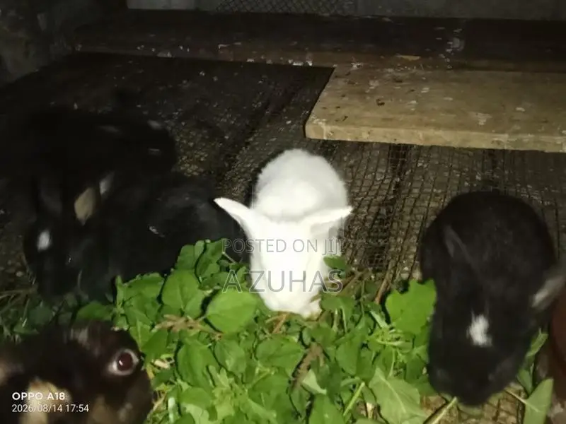 Long Hair Angora Rabbits