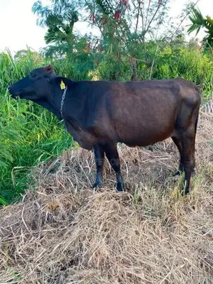 කිරි ගවයින් (Millk Cows )