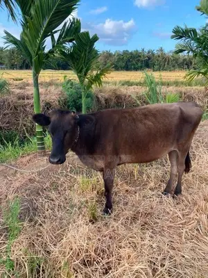 කිරි ගවයින් (Millk Cows )