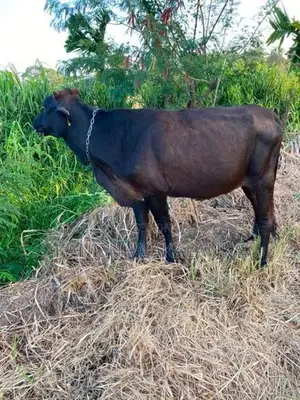කිරි ගවයින් (Millk Cows )