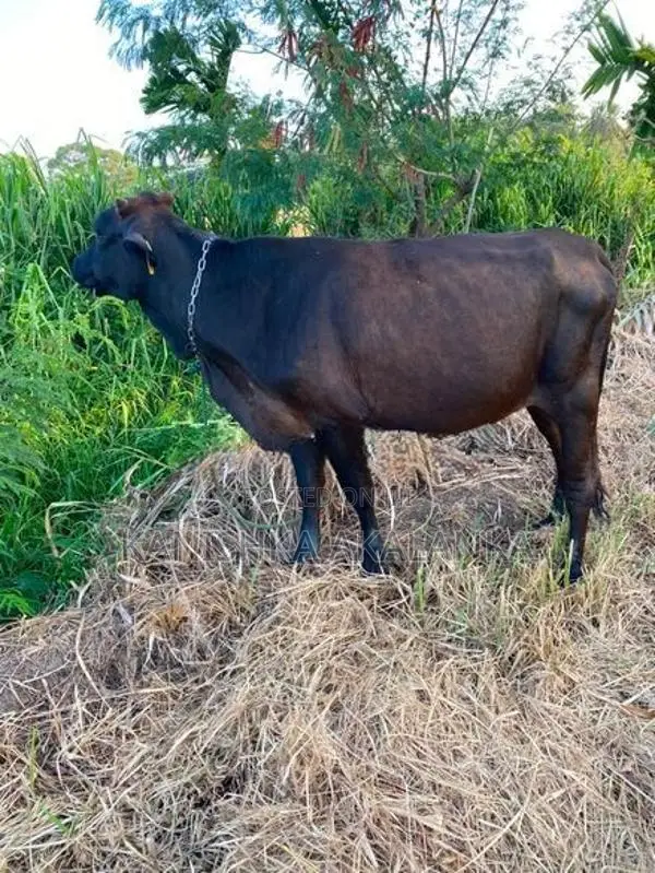 කිරි ගවයින් (Millk Cows )