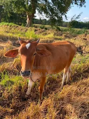 කිරි ගවයින් (Millk Cows )