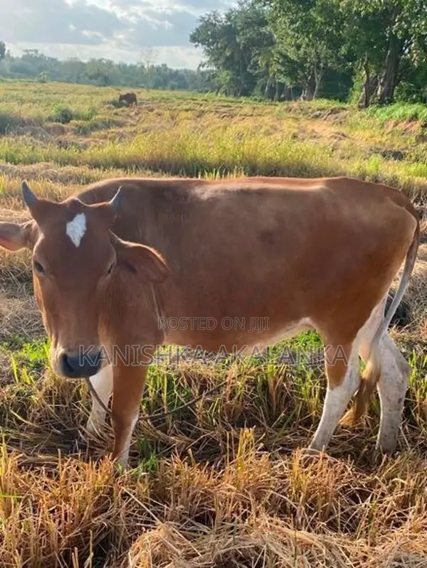 කිරි ගවයින් (Millk Cows )