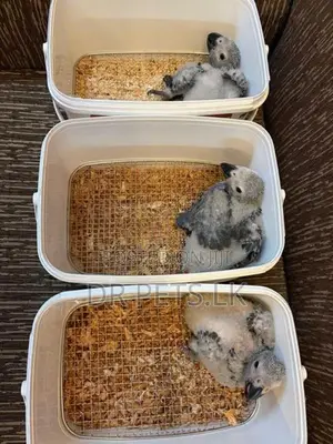 African Grey Bird Chicks