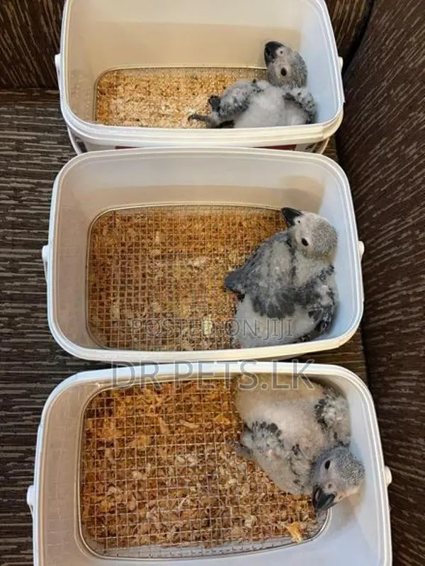 African Grey Bird Chicks