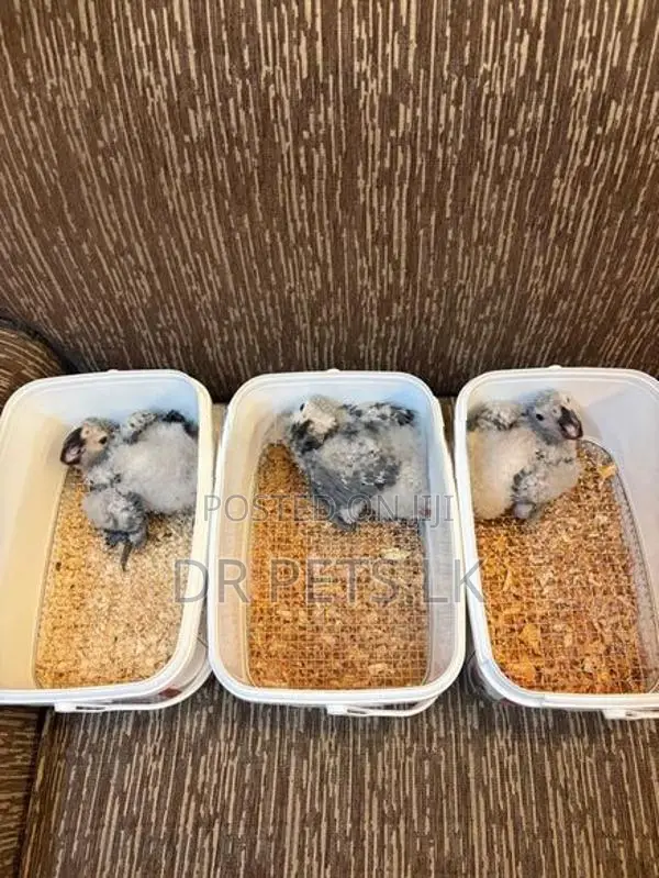 African Grey Bird Chicks