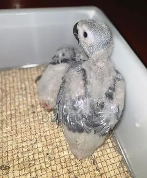 African Grey Bird Chicks