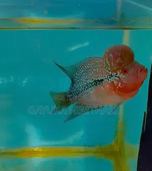 Flowerhorn Fish