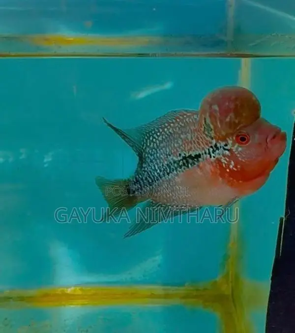 Flowerhorn Fish